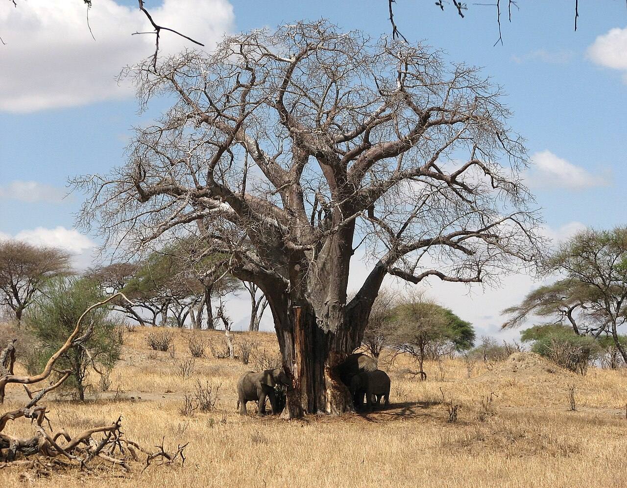 Elefantes entre baobabs, un clásico de la naturaleza y aventura en Arusha
