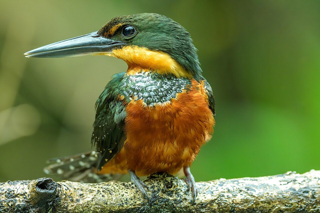 Canales del Tortuguero, una de las visitas guiadas más populares desde San José.
