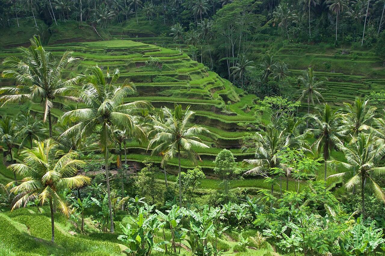 Arrozales en terrazas, una de las estampas imprescindibles que ver en Ubud