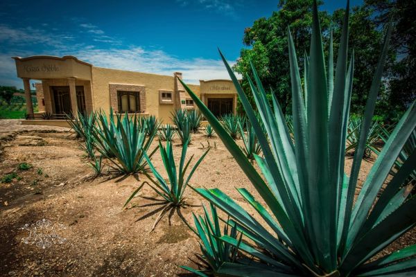 Los campos de agave azul, protagonistas de muchas excursiones de un día en Guadalajara.