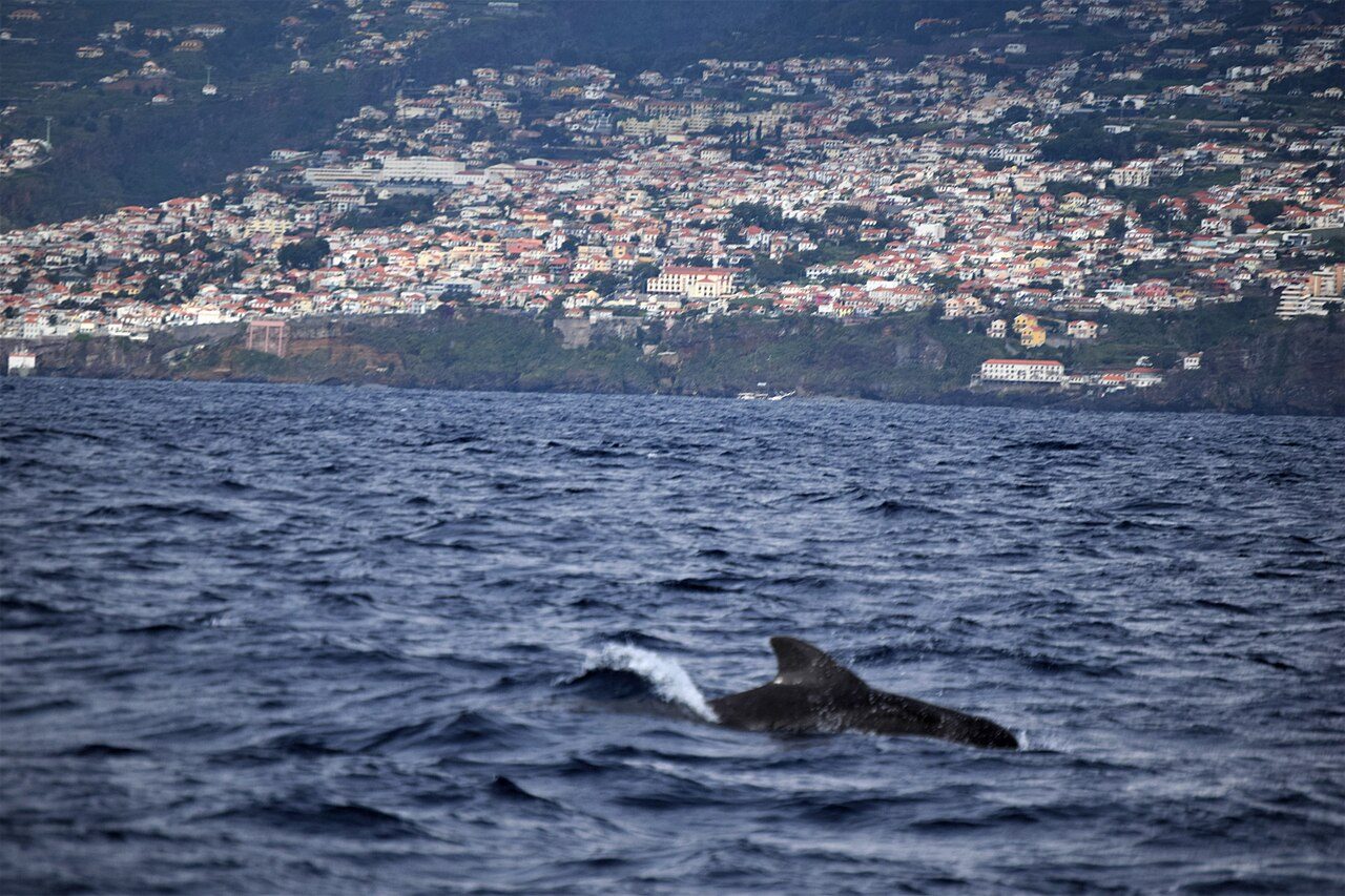 Cruceros y barcos en Isla de Madeira: avistamiento de cetáceos frente a la costa de Funchal
