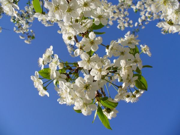 La floración de los cerezos, el gran atractivo del Valle del Jerte en primavera