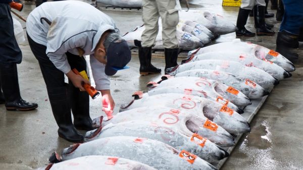La subasta del pescado, una de las cosas más originales que ver en Isla Cristina