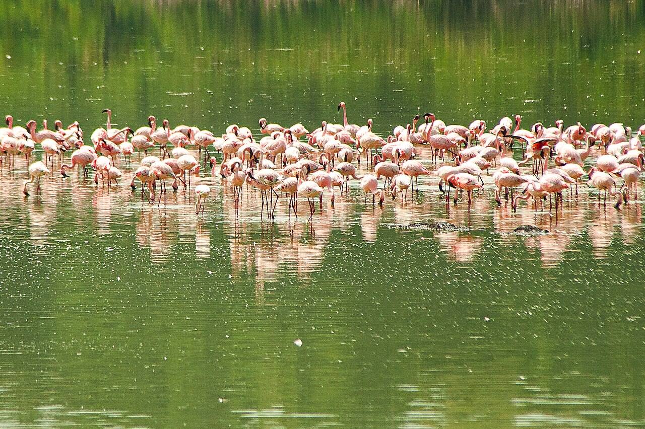 Flamencos en el lago Nakuru, una de las excursiones de un día en Nairobi más espectaculares.
