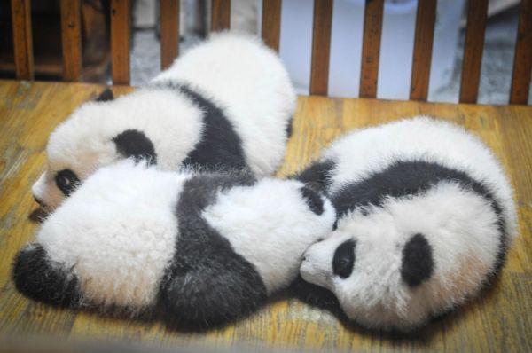 Los pandas gigantes son la visita estrella de qué ver en Chengdu