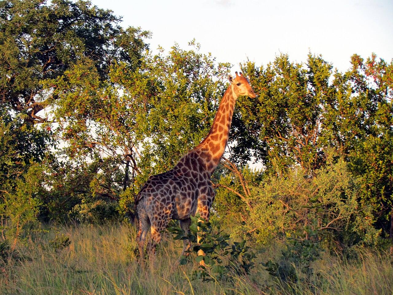 Naturaleza y aventura en Johannesburgo: un safari al Kruger para ver los Big Five.