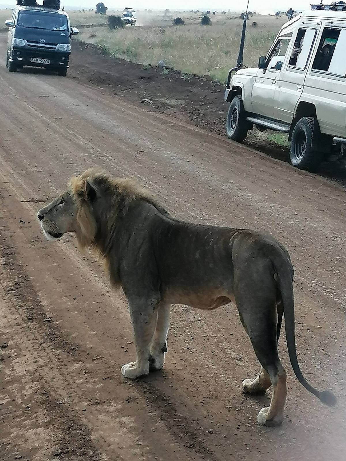 Naturaleza y aventura en Nairobi: safari con leones a las puertas de la ciudad.