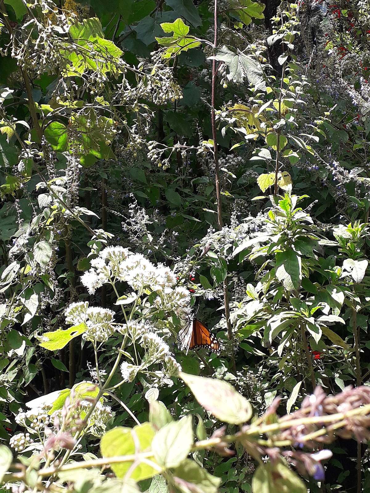 Excursión de un día en Morelia al santuario de las mariposas monarca en Michoacán.