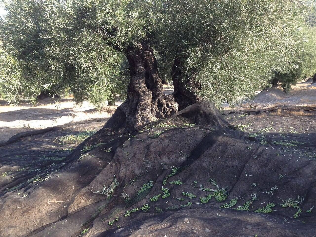 Los olivares que rodean Alcalá la Real, una estampa imprescindible de la provincia de Jaén