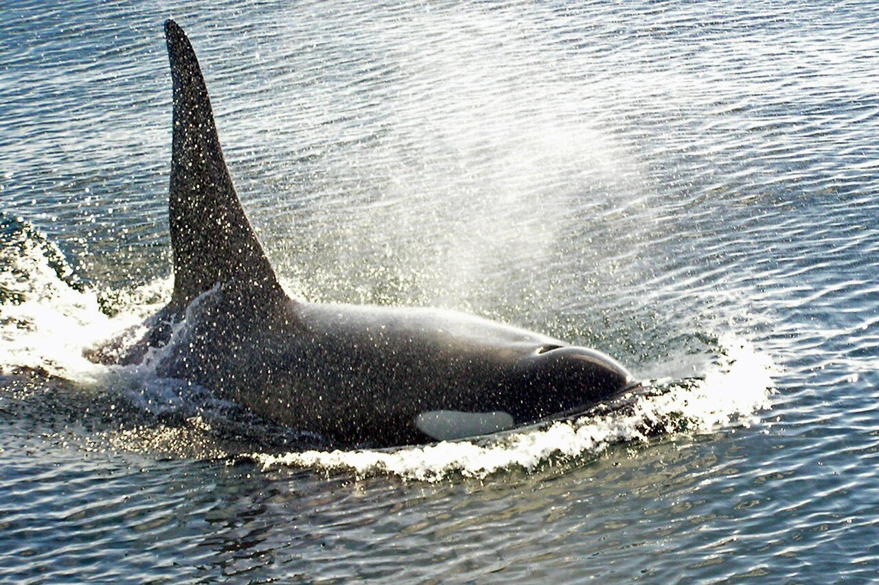 El avistamiento de orcas, la actividad imprescindible que ver en Victoria (Canadá)
