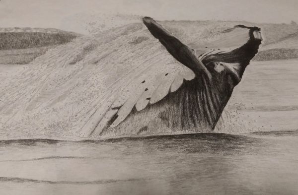El avistamiento de orcas, la actividad imprescindible que ver en Victoria (Canadá)