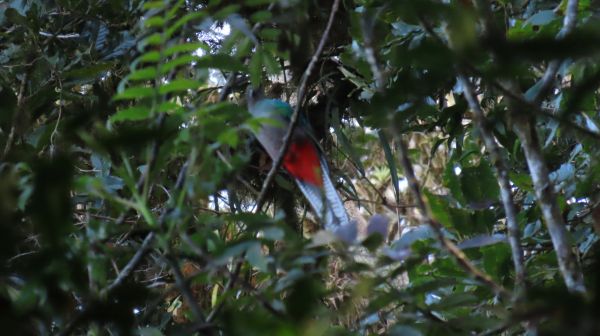 El quetzal, el ave más buscada en el bosque nuboso de Monteverde