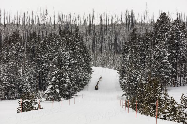 Naturaleza y aventura en Rovaniemi: moto de nieve por los bosques nevados de Laponia.