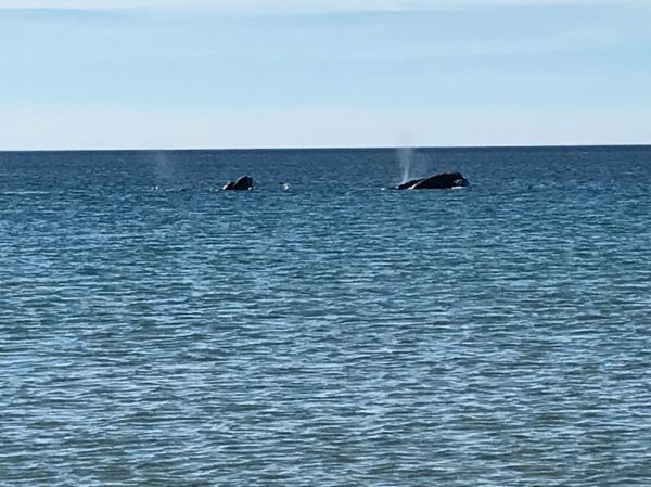 Avistamiento de ballenas en un crucero por Puerto Madryn