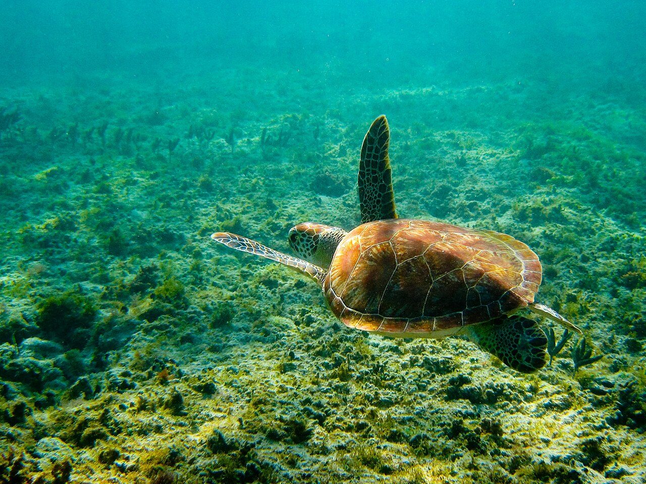 Qué ver en Akumal: la bahía de las tortugas, ideal para hacer snorkel