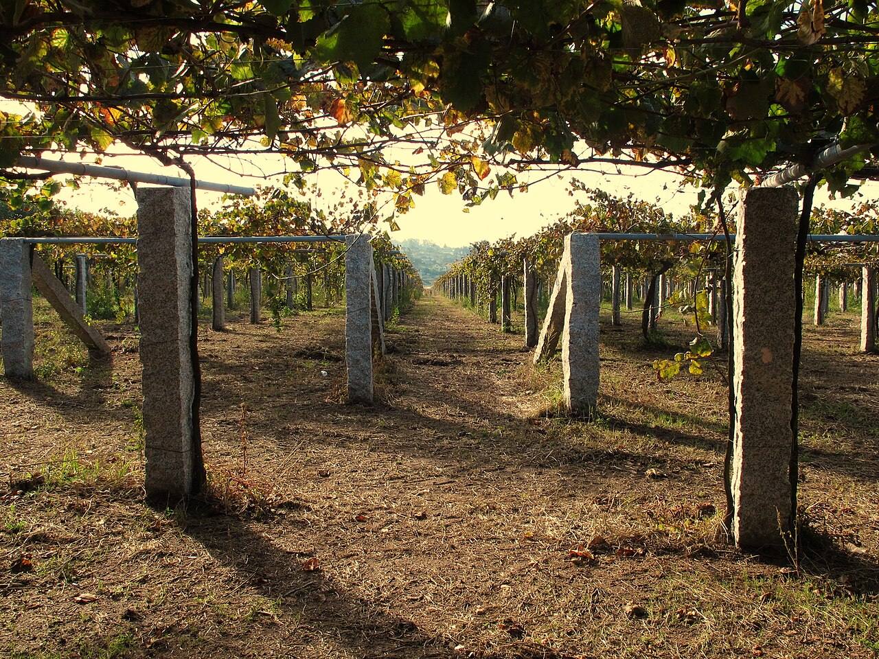 Viñedos de albariño cerca de Villanueva de Arosa