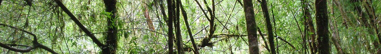 Bosques de alerces milenarios, naturaleza pura al visitar Puerto Montt