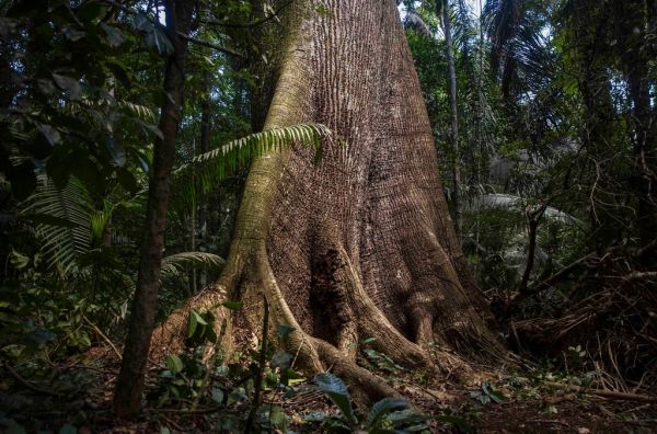 Paseo en canoa por la selva, uno de los grandes planes que ver en Manaos