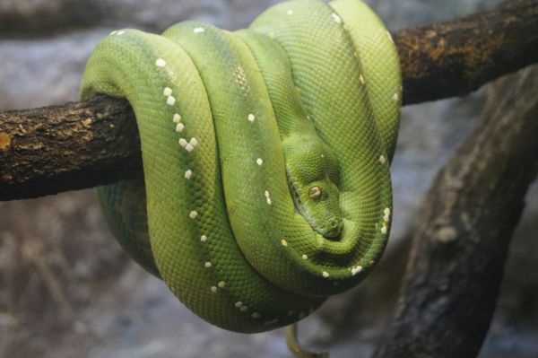 Senderismo en la selva amazónica, otro plan destacado de qué ver en Puerto Nariño