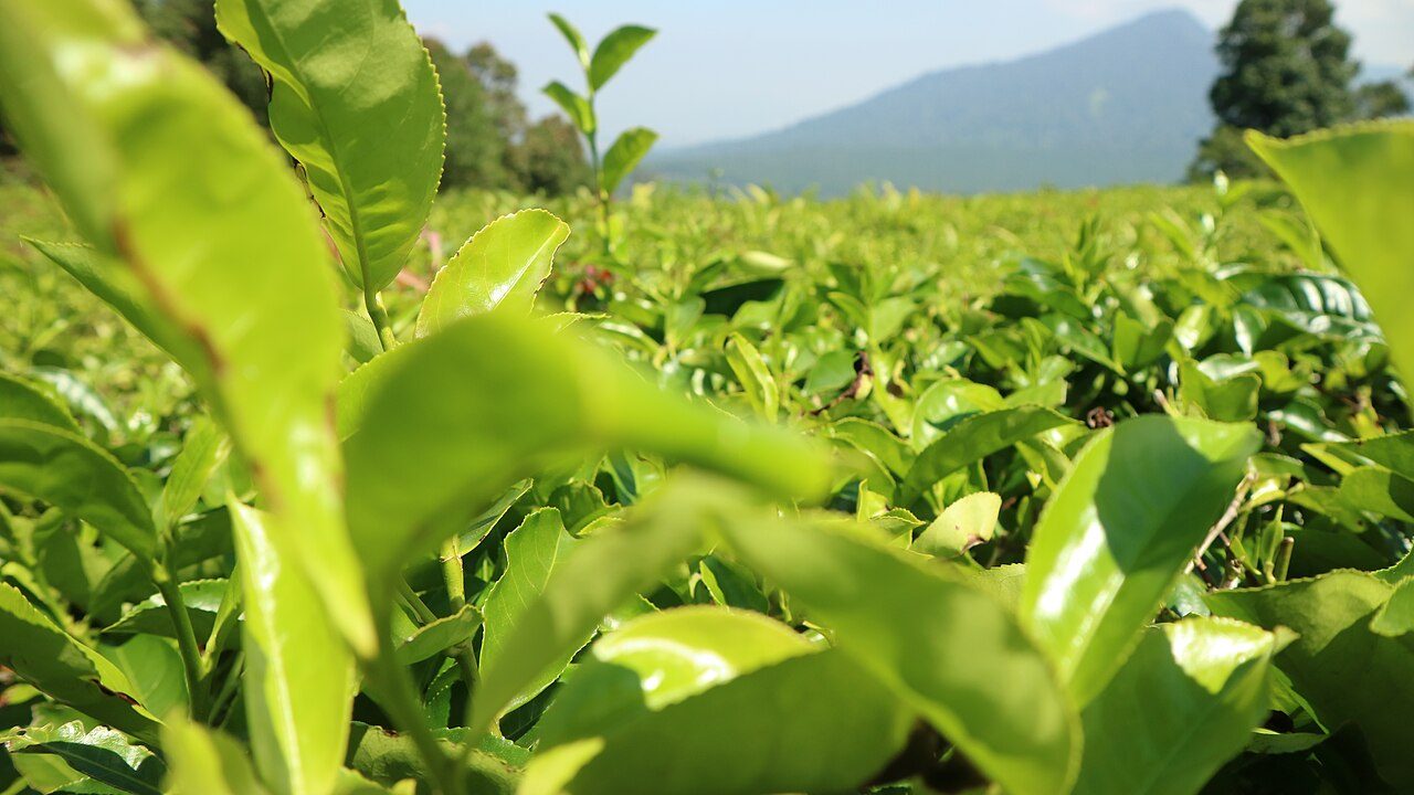 Plantaciones de té en las montañas cercanas, un imprescindible de qué ver en Bandung