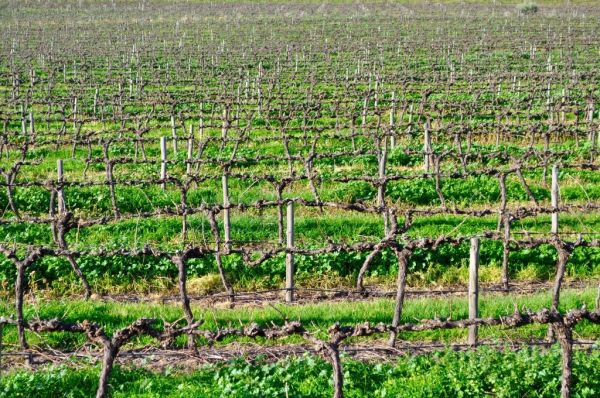 Los viñedos cercanos son parte esencial de qué ver en Adelaida y alrededores
