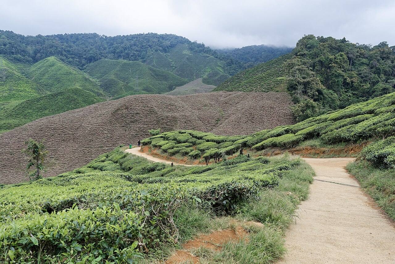 Plantaciones de té verdes cerca de Brinchang, en las Cameron Highlands