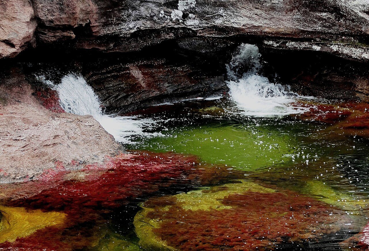 La Macarenia clavigera tiñe de rojo Caño Cristales entre julio y diciembre