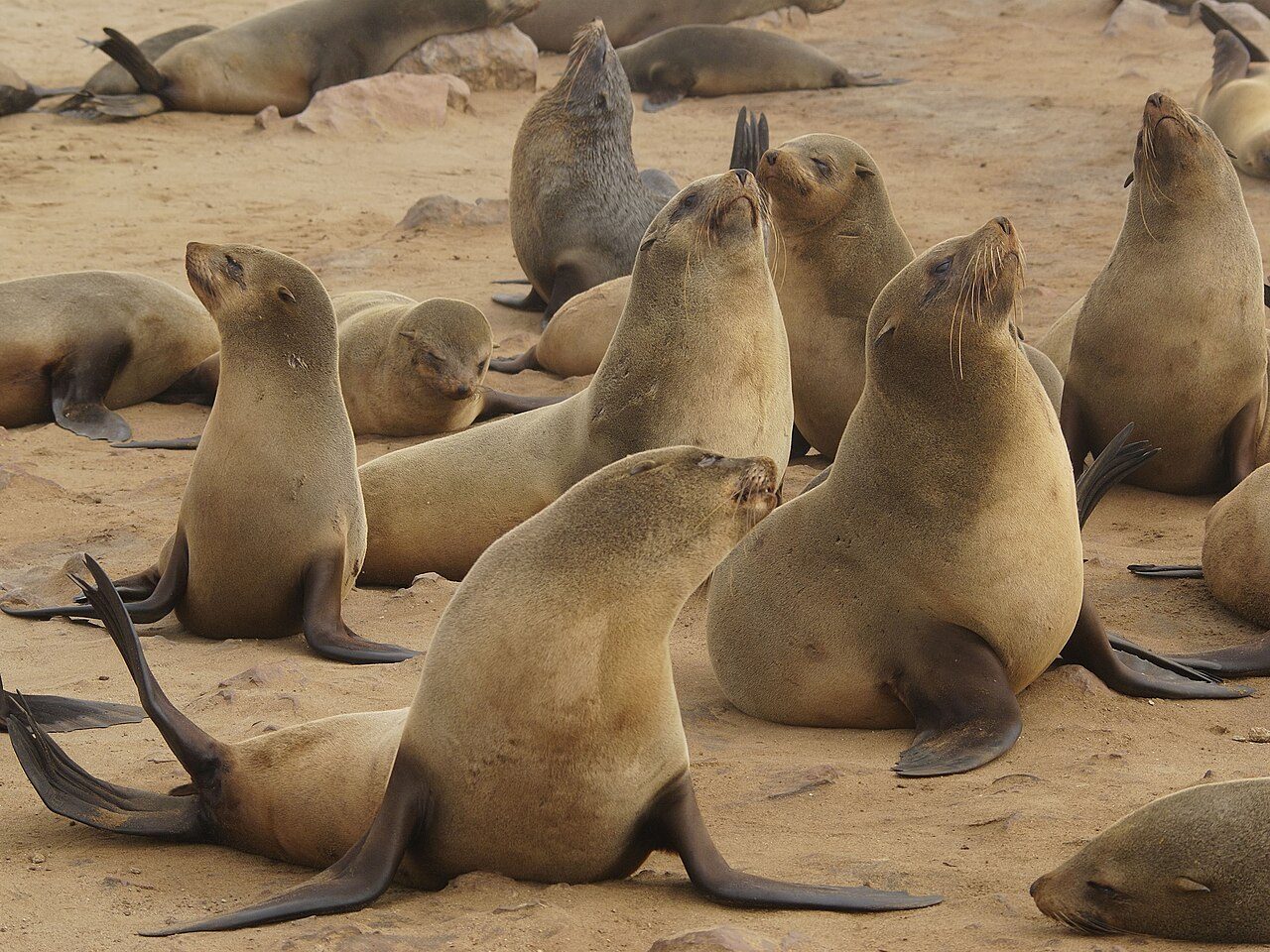 La impresionante colonia de leones marinos de Cape Cross, cerca de Swakopmund