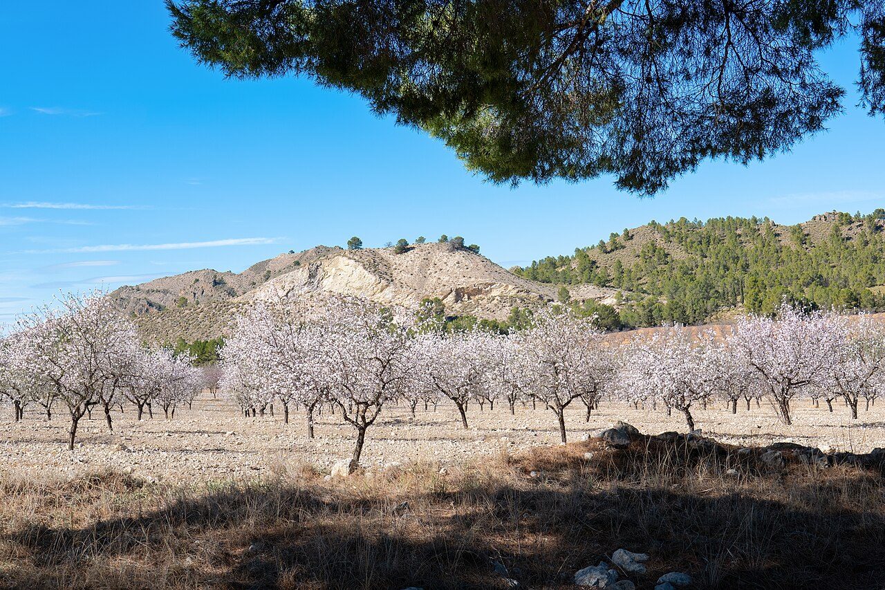 Campos en flor: la imagen más icónica de qué ver en Cieza