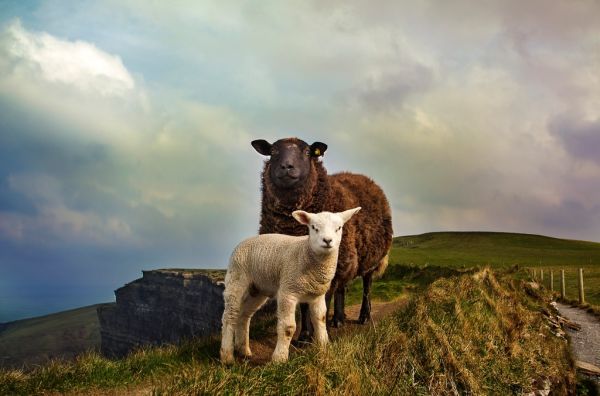 Cruceros y barcos en Doolin navegando bajo los acantilados de Moher