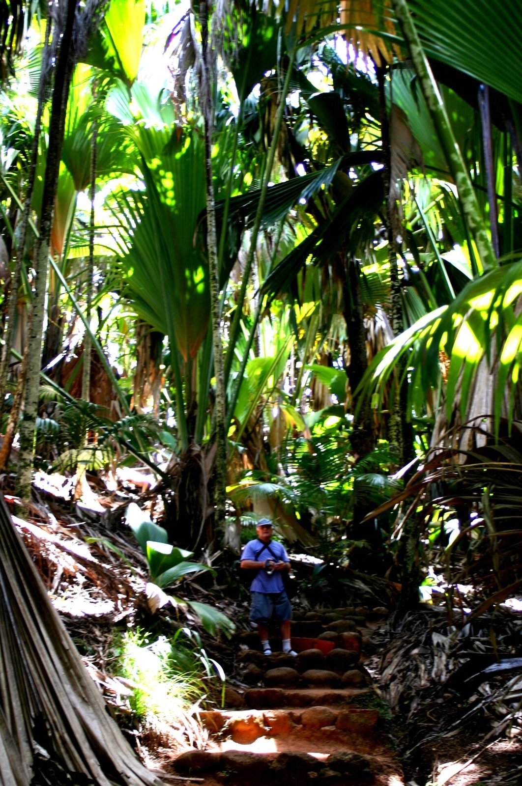 Palmeras de coco de mer en las reservas naturales de Praslin