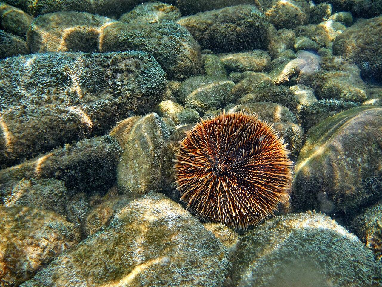 Aguas turquesa de la isla Coronado, una de las mejores excursiones de un día en Loreto.