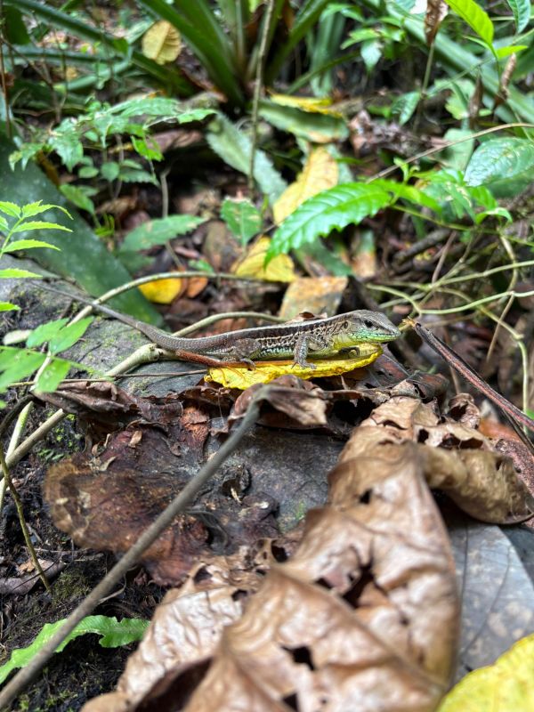 La selva tropical que rodea Playa Matapalo, hogar de una fauna espectacular