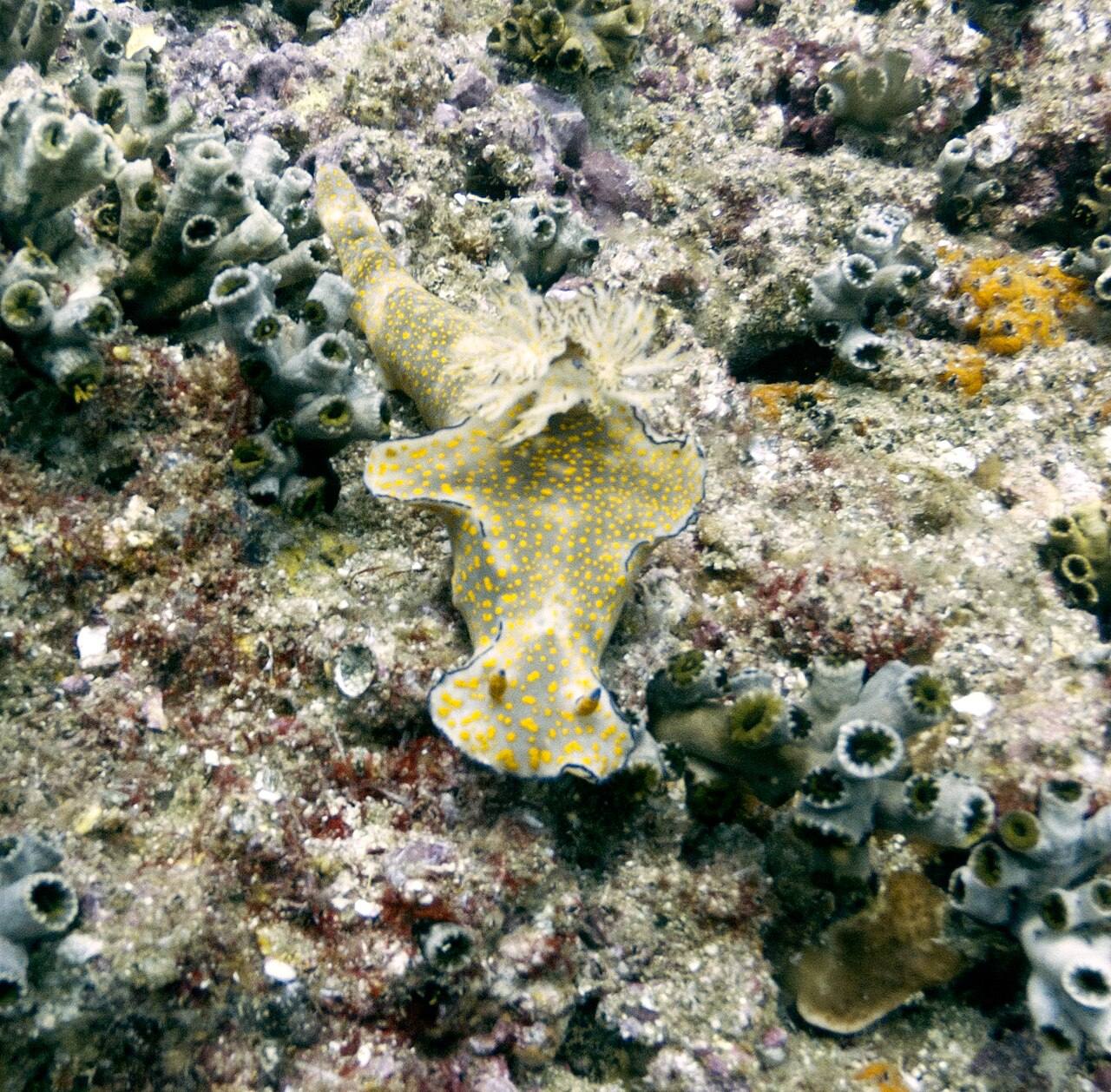 Excursiones de un día en Seeb hacia las islas Daymaniyat, un paraíso de coral en Omán.