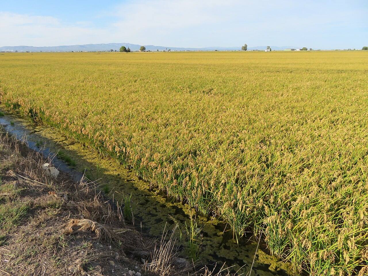Los arrozales del Delta del Ebro, un paisaje imprescindible cerca de L'Ampolla