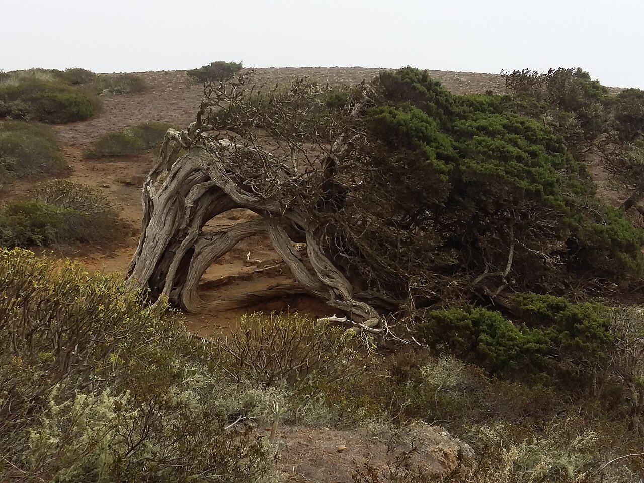 Paisajes de meseta y sabinas: parte esencial de qué ver en San Andrés, El Hierro