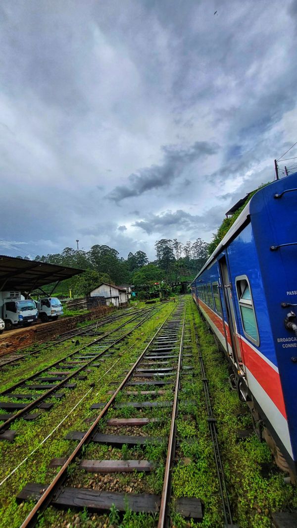 El tren atravesando las plantaciones de té, una de las mejores formas de llegar a Ella