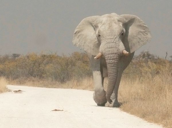 El safari en Etosha, el gran final de casi cualquier ruta que empiece en Windhoek