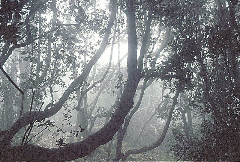 El bosque de niebla de Fray Jorge, la gran excursión para ver en Ovalle