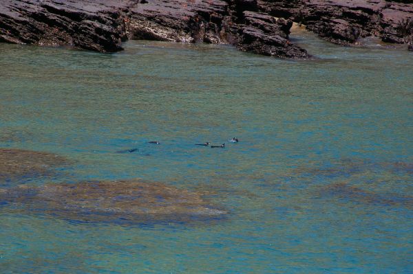 Snorkel con tortugas y pingüinos, uno de los grandes atractivos de qué ver en Isla Isabela