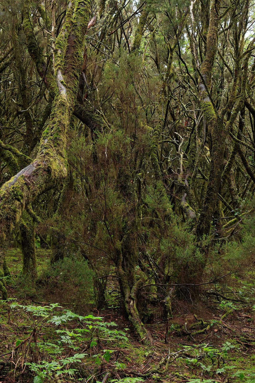 El Parque Nacional de Garajonay, excursión imprescindible desde San Sebastián de La Gomera