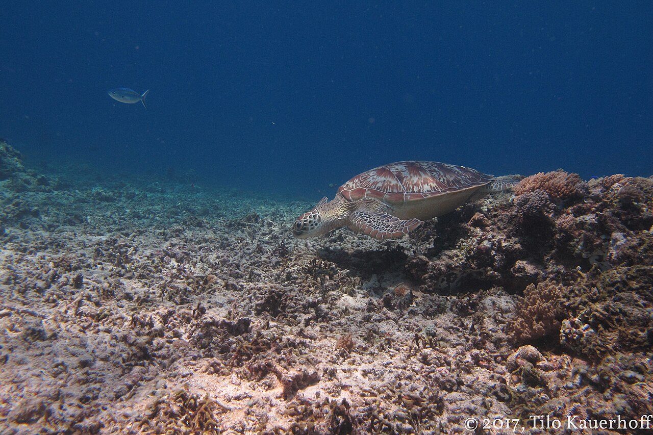 Nadar con tortugas es uno de los grandes atractivos de qué ver en Gili Trawangan