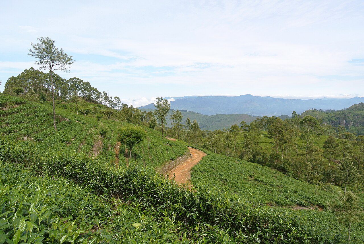 Qué ver en Haputale: las laderas cubiertas de plantaciones de té