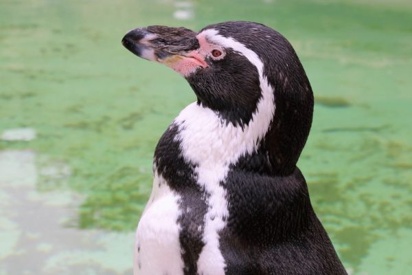 Fauna marina en la Reserva Pingüino de Humboldt, una de las mejores cosas que hacer cerca de La Serena.