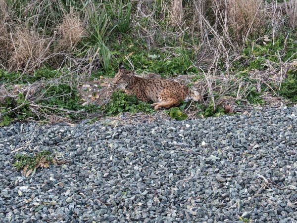 El lince ibérico, símbolo de la fauna de Doñana en Almonte