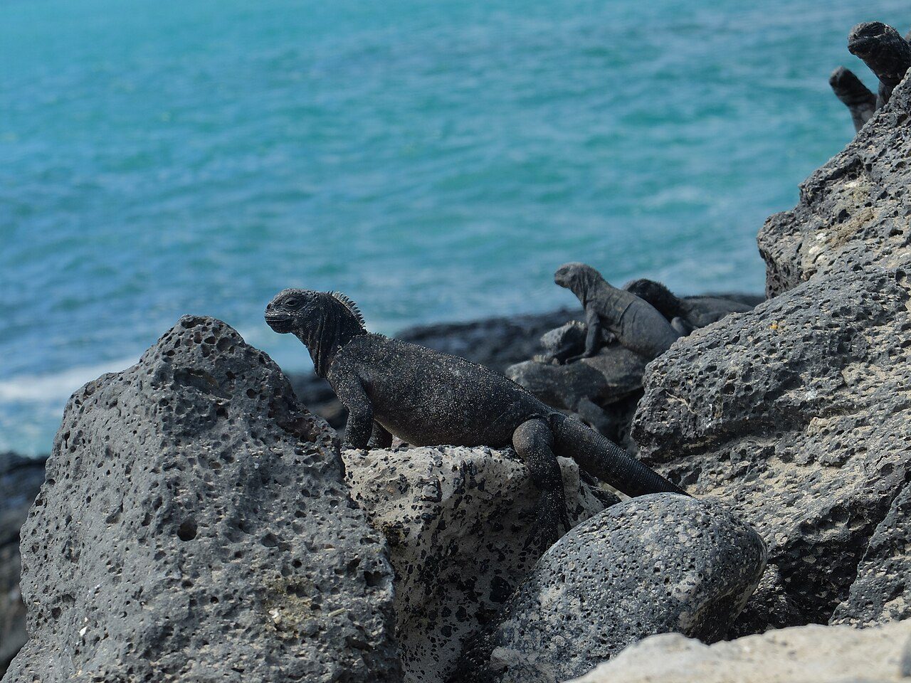 Qué ver en Isla Isabela: playas salvajes e iguanas marinas en las Galápagos