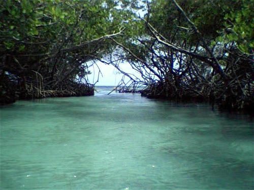 Qué ver en La Parguera: cayos y manglares del suroeste de Puerto Rico
