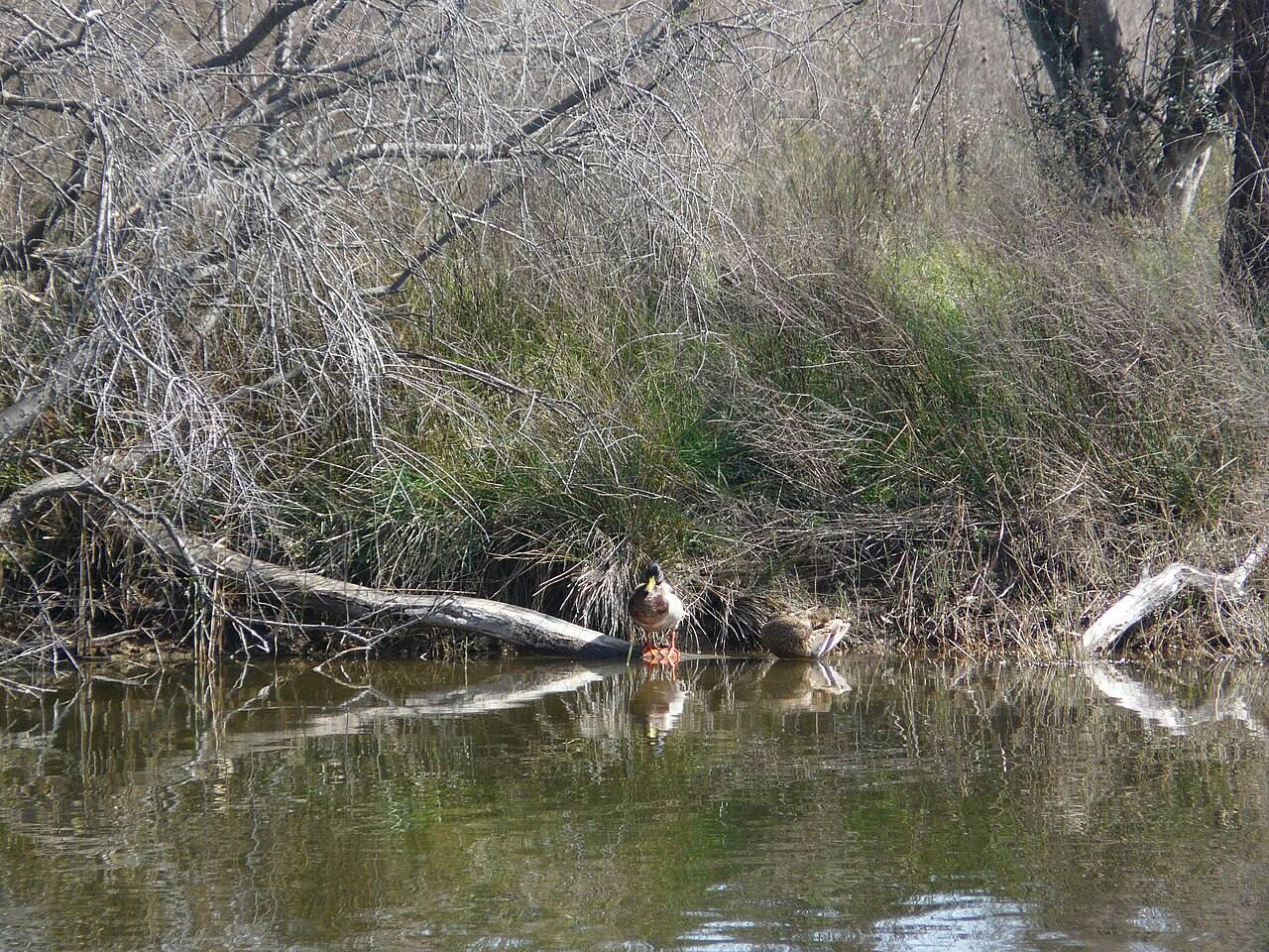Qué ver en El Prat de Llobregat: los humedales del delta del Llobregat