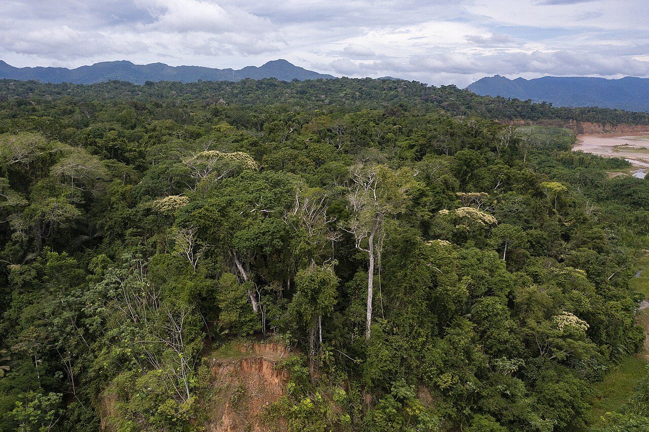 Selva del Parque Madidi, imprescindible entre lo que ver en Rurrenabaque