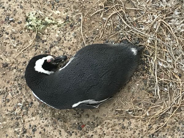 Pingüinos de Magallanes en Punta Tombo, la excursión más popular desde Trelew